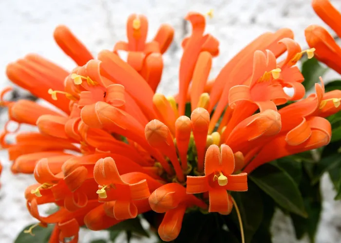 伊芬卡维斯塔博尼塔酒店