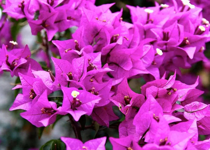 伊芬卡维斯塔博尼塔酒店 圣米格尔德阿沃纳