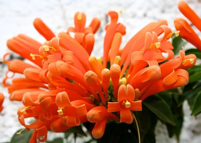 公寓 伊芬卡维斯塔博尼塔酒店 圣米格尔德阿沃纳